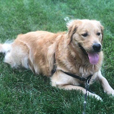 robloxp35003780's profile picture. i play roblox and im giving rubux for adopt me pets