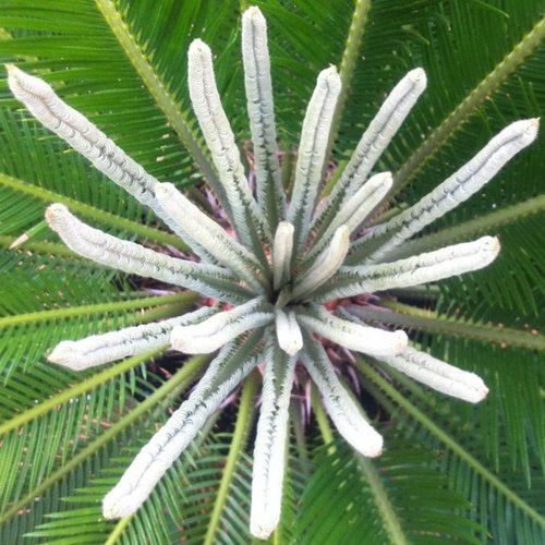 ginesponja's profile picture. Antes morir que perder la vida