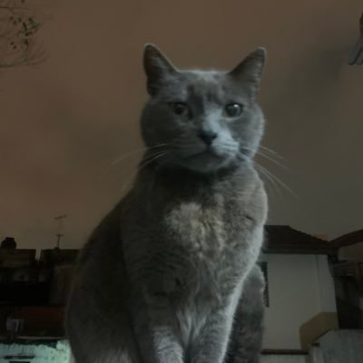 StuffAi's profile picture. Testing random stuff with AI because why not. Some full videos on YT.