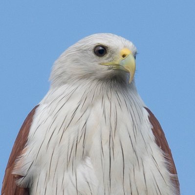 Birder, birding, #birdphotography.
Insta: feather_as_a_light FB: featherasalight
Professional feed (Physics) @MichaelSFuhrer.