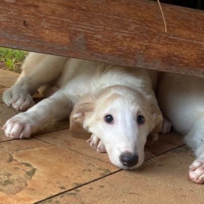 LivsMenagerie's profile picture. i have lots of pets. their pictures go here. @deplurabel / @normierotten