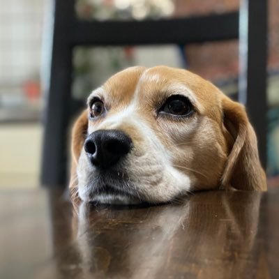 もも ただ横に座ってひたすら見てくる犬 ビーグル 犬好きさんと繋がりたい