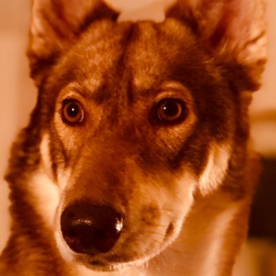 I.T, Microsoft, Apple, Gadgets, Books, Photography and Huskies! MCITP, MCSE, MCSA, CNA