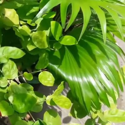 Inservice17's profile picture. An optimist. 🌄🌱 active in achieving a decluttered  life & in helping others achieve it. 💸Investment discipline,💸 100% follow back. Let's help each other