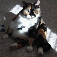 Frances Auger (Me / Myself / and I) (@fern_60) 's Twitter Profile