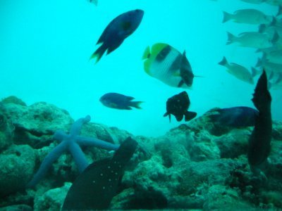 海外旅行が趣味の陸マイラー