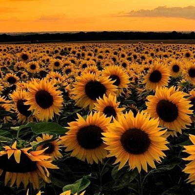 Abhisek98606847's profile picture. I am a boy