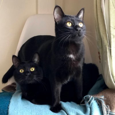黒猫兄弟メリーとピピンの日常。
不定期開催のメリピピクイズ、ぜひご参加ください!
うちの子記念日は5月30日🐈🐈