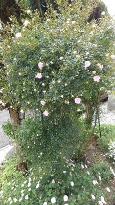 aADrobjPez4umXH's profile picture. 10才と6才の孫と黒猫の天福をこよなく愛する今年70才の元気なおばあちゃんです。天真爛漫でちょっとマヌケな夫との生活の中で感じた事をブツブツつぶやきます。