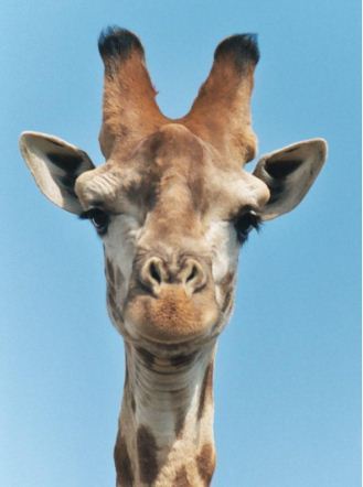 dresdengiraffe's profile picture. 