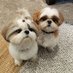 Loulou the Tzu and His Wacko Sister Arya (@HappyTzus) Twitter profile photo