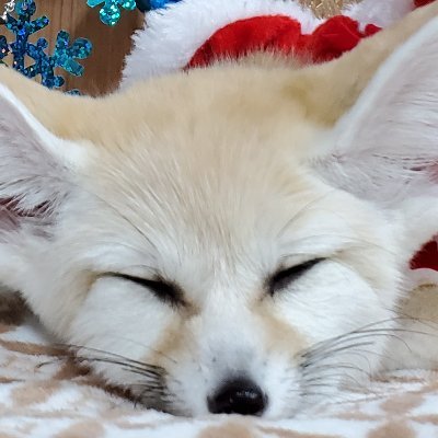 I would like to share with you my cute Japanese best friend fennec fox. I want you to follow him. This is my best friend.
@fenex_osaka