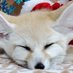 🦊Cute fennec fox🦊 (@CuteFennecs) Twitter profile photo