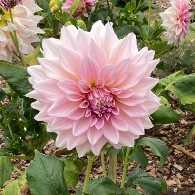 Faye00908674's profile picture. It’s Me