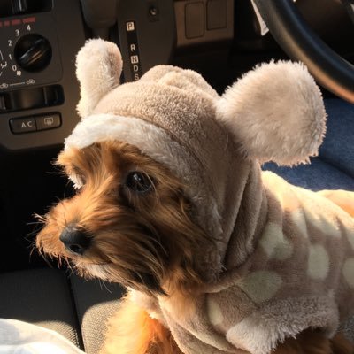 🐕改名せりちんゆーのぽて🐍🐱🦗さんのプロフィール画像