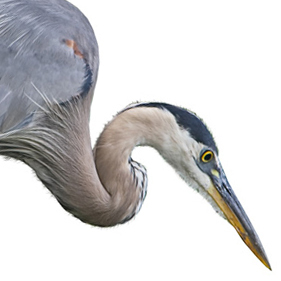 bfurman's profile picture. Remodeling.  Imaging. Travel. ¡PelÍculas!, Español.  Funny and disturbing #news #headlines.