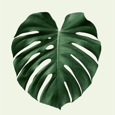 PlantsFYI's profile picture. 🌱🌱  Plants For Your Information  🌱🌱  https://t.co/OgOwUCAuMm