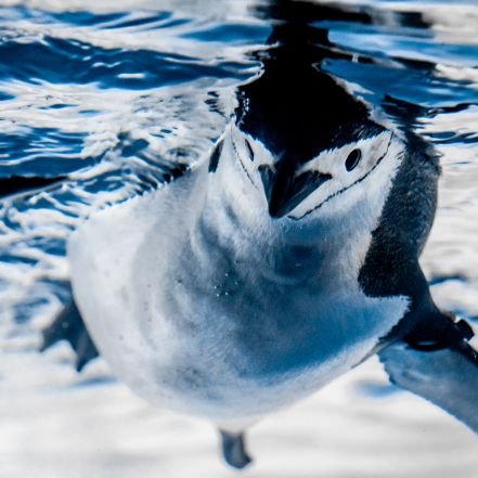 🐬水族館が好き。水族館の空間、海獣メインで撮ってます。
※魚は詳しくありません...。
あなたのTLに癒しをお届け(っ'-')╮=͟͟͞͞🎁
#水族館好きな人と繋がりたい