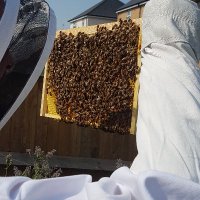 Space4Bees CIC (@beesspace4) 's Twitter Profile Photo Space4Bees CIC (@beesspace4) 's Twitter Profile Photo