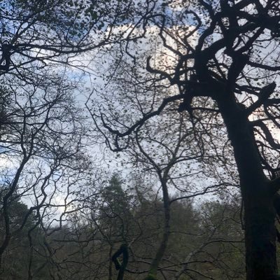 ariel_online's profile picture. Liminal exorcist