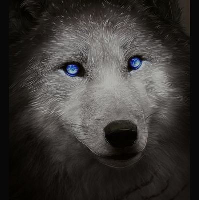 wolf739 Profile Picture