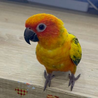 ii_wari's profile picture. 