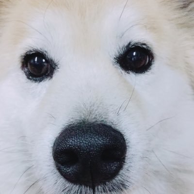 来世は猫になりたい(犬でも可)！キャス:モコタロウ
