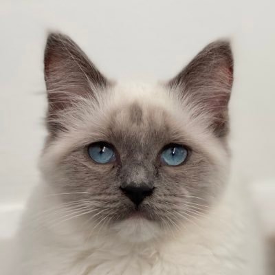 theheskimo's profile picture. 