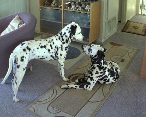I see Dalmatians... everywhere.