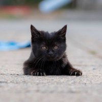 jing_cat (@jingcat3) 's Twitter Profile