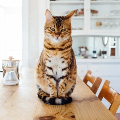 Even wat liefde voor de katten op Funda! Waarom? Zij weten niet dat ze binnenkort gaan verhuizen... en dat is niet zo leuk. Dus ❤️ van ons Twitteraars! 🥰