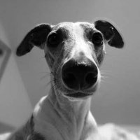 Whippet servant(@aye_lass) 's Twitter Profile Photo