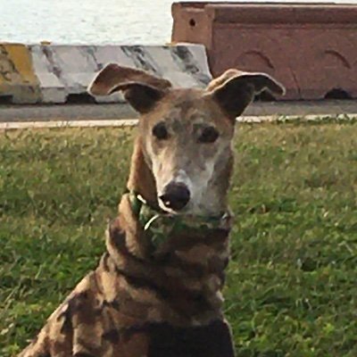 Shiohisa1's profile picture. 