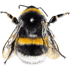Being just as busy as a bee can be... in and around Notts