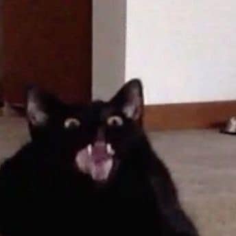 Flyingcat_yuka's profile picture. 20↑ | Retweet acc | AI❌ 
I come here to chill and look at fanarts (and also seals)