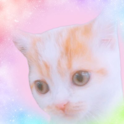 立耳スコティッシュフォールドの男の子もふと暮らしています🐈🐾猫ツイート巡りしてます✨突然のいいね、コメント、無言フォロー失礼します💦