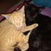 Billu Pucchu (@s74290905) Twitter profile photo Billu Pucchu (@s74290905) Twitter profile photo