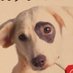 Tintin Lou (@lou_tintin) Twitter profile photo Tintin Lou (@lou_tintin) Twitter profile photo