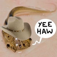 @FrogWranglers(@frogwranglers) 's Twitter Profile Photo