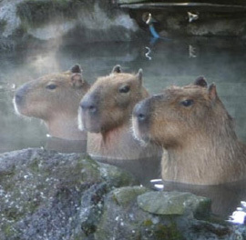 Chibe3's profile picture. 