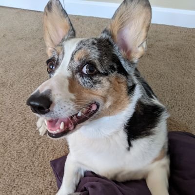 A corgi obsessed therapist and a writer trying to figure out this whole Twitter thing lol