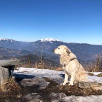 Dandelion (@dandelionstweet) 's Twitter Profile