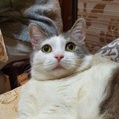 Spintires13's profile picture. Злой неуровновешенный типок с ахуенно завышенной самооценкой.