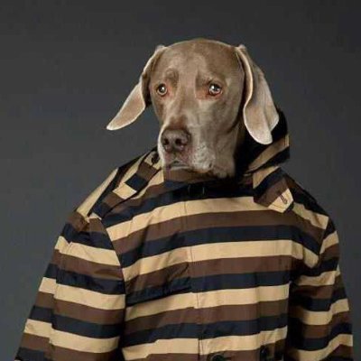 Vet_eranos's profile picture. 