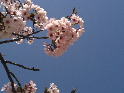 rico_a_'s profile picture. 業務情報収集メインID。2017年4月より図書館。和漢古書、古文書、IIIF、CAT2020、WECO3が中心。2012～2017年は研究支援、地域連携、生涯学習何でもあり部局。All opinions are my own. 旧)https://t.co/DB3BU1Piqt(～201203）