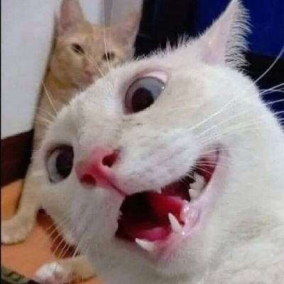 Fernandesecarva's profile picture. casado