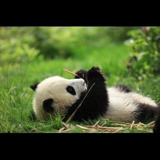 xiahmiu's profile picture. 