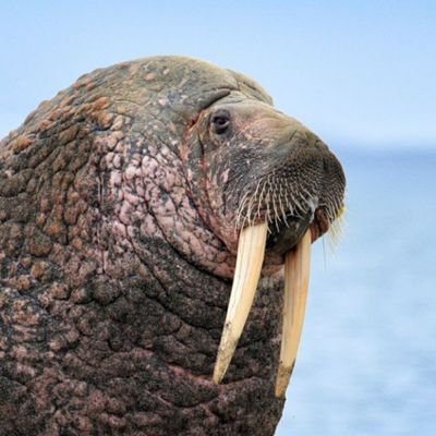 セイウチ