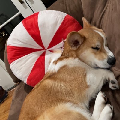 CryptoCorgiTed's profile picture. Small Dog, Macro Investments