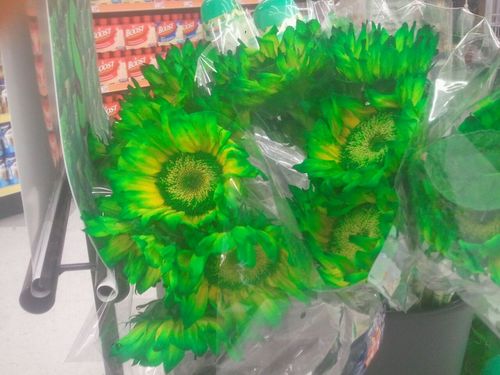 ShredsSnippets's profile picture. a blog about whatever crosses my mind, complete with rants. @Selkkan's alter ego and place to spout off